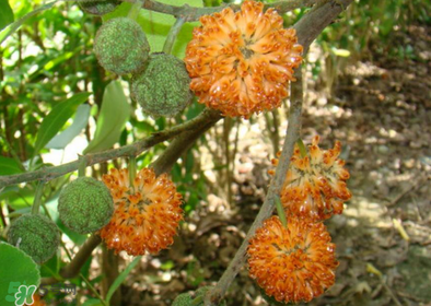 構(gòu)樹(shù)花孕婦能吃嗎？構(gòu)樹(shù)花孕婦可以吃嗎？