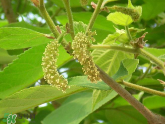 構(gòu)樹(shù)花孕婦能吃嗎？構(gòu)樹(shù)花孕婦可以吃嗎？