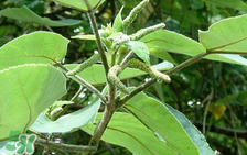 構(gòu)樹穗孕婦能吃嗎？孕婦能吃構(gòu)樹穗嗎？