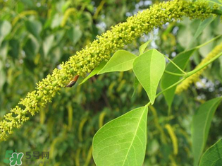 構(gòu)樹穗孕婦能吃嗎？孕婦能吃構(gòu)樹穗嗎？