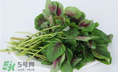 孕婦能吃莧菜嗎？孕婦可以吃莧菜嗎？