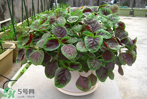 孕婦能吃莧菜嗎？孕婦可以吃莧菜嗎？