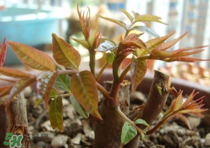 香椿什么時候發(fā)芽？香椿什么時候采摘？