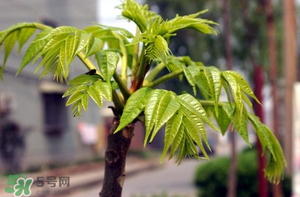 香椿什么時候發(fā)芽？香椿什么時候采摘？