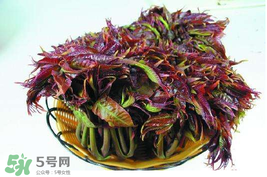 香椿什么時候上市？香椿幾月份上市？