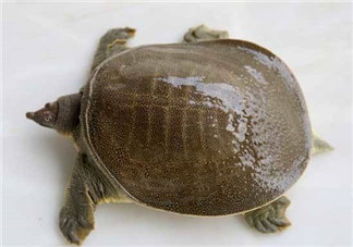 懷孕初期能吃甲魚嗎？懷孕初期可以吃甲魚嗎？