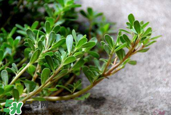 馬齒莧能治白發(fā)嗎？馬齒莧可以治白發(fā)嗎？