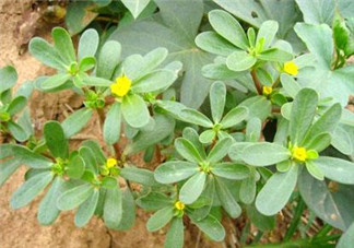 馬齒莧能治白發(fā)嗎？馬齒莧可以治白發(fā)嗎？