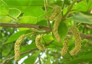 構(gòu)樹穗孕婦能吃嗎？孕婦能吃構(gòu)樹穗嗎？