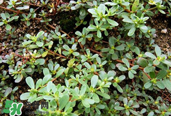 馬齒莧能治白發(fā)嗎？馬齒莧可以治白發(fā)嗎？