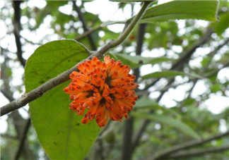 構(gòu)樹花孕婦能吃嗎？構(gòu)樹花孕婦可以吃嗎？