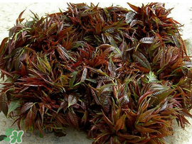 香椿什么味道？香椿吃起來(lái)什么味道？