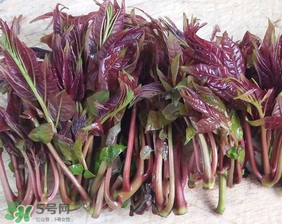 香椿什么味道？香椿吃起來(lái)什么味道？
