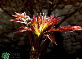 香椿能放冰箱嗎？香椿放冰箱能保存多久？
