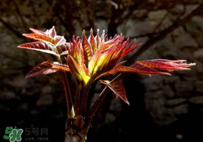 香椿苦能吃嗎？香椿苦怎么做好吃？