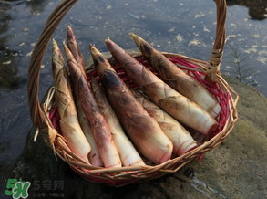 竹筍為什么澀？竹筍如何去澀？