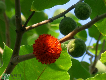 構(gòu)樹果實(shí)能吃嗎？構(gòu)樹果實(shí)孕婦能吃嗎？