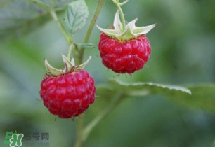 山莓孕婦能吃嗎？山莓孕婦可以吃嗎？