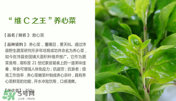 救心菜孕婦能吃嗎？救心菜孕婦可以吃嗎？