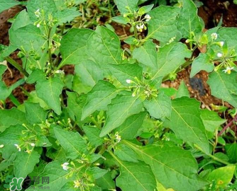 孕婦可以吃龍葵菜嗎？龍葵菜孕婦可以吃嗎？