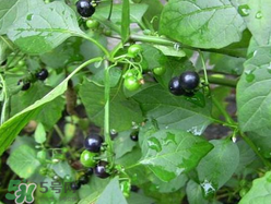 孕婦可以吃龍葵菜嗎？龍葵菜孕婦可以吃嗎？