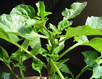 孕婦可以吃龍葵菜嗎？龍葵菜孕婦可以吃嗎？