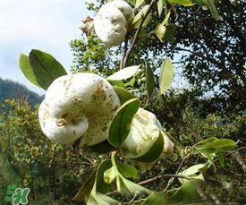 茶耳孕婦能吃嗎？孕婦能吃茶耳嗎？