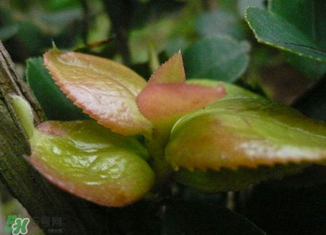 茶耳孕婦能吃嗎？孕婦能吃茶耳嗎？