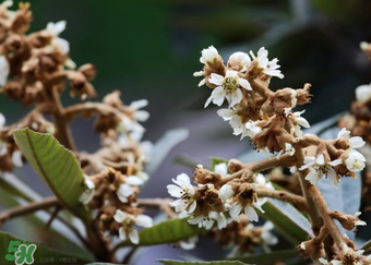 枇杷花孕婦能喝嗎？枇杷花孕婦可以喝嗎？
