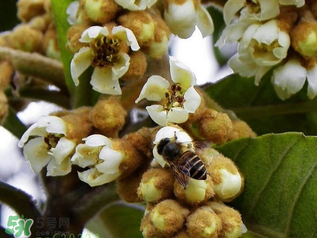 枇杷花孕婦能喝嗎？枇杷花孕婦可以喝嗎？