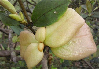茶耳孕婦能吃嗎？孕婦能吃茶耳嗎？