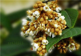 枇杷花孕婦能喝嗎？枇杷花孕婦可以喝嗎？