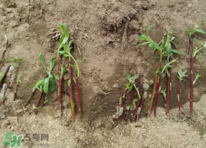 香椿可以扦插嗎？香椿什么時(shí)候扦插？