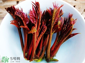 香椿能插活嗎？香椿樹枝能插活嗎？