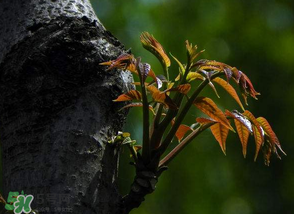 香椿芽可以冷凍嗎？香椿芽怎么冷凍？