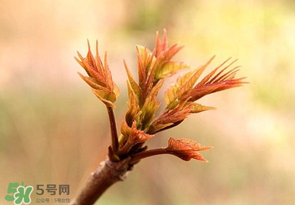 香椿芽可以冷凍嗎？香椿芽怎么冷凍？