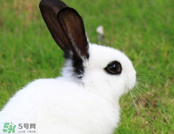 孕婦能吃兔子肉嗎？孕婦可以吃兔子肉嗎？