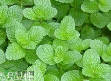 香花菜的營養(yǎng)價值_香花菜的功效與作用及食用方法