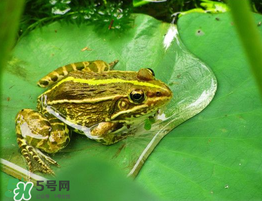 孕婦能吃青蛙嗎？孕婦可以吃青蛙嗎？