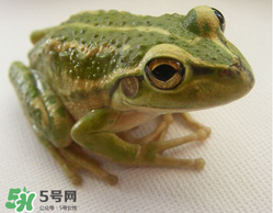孕婦能吃青蛙嗎？孕婦可以吃青蛙嗎？