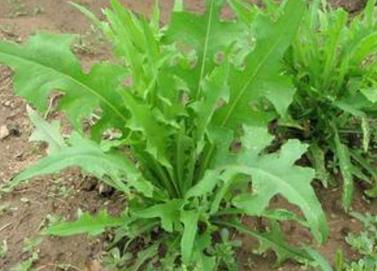苦苦菜是什么菜？苦苦菜是苦苣嗎