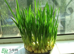 蒜苗發(fā)黃怎么回事？蒜苗發(fā)黃是什么原因？