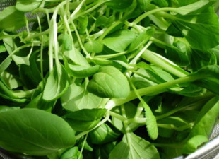 雞毛菜是什么菜？雞毛菜是小白菜嗎