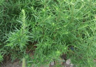 茵陳泡水喝有什么好處？茵陳泡水喝有什么功效與禁忌