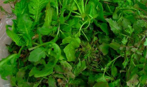 地菜是什么菜？地菜是不是薺菜