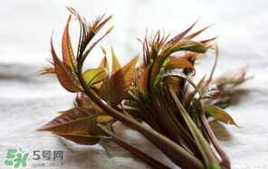 香椿怎么洗？香椿芽怎么洗干凈？