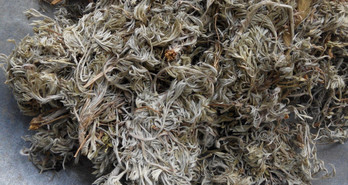 茵陳泡水喝有什么好處？茵陳泡水喝有什么功效與禁忌