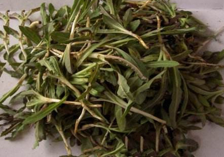 苦苦菜是什么菜？苦苦菜是苦苣嗎