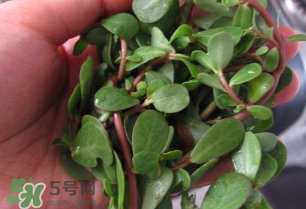 馬莧菜怎么吃？馬莧菜怎么做好吃