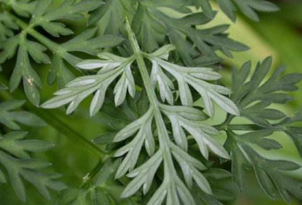 白蒿是茵陳嗎？白蒿與茵陳有什么區(qū)別